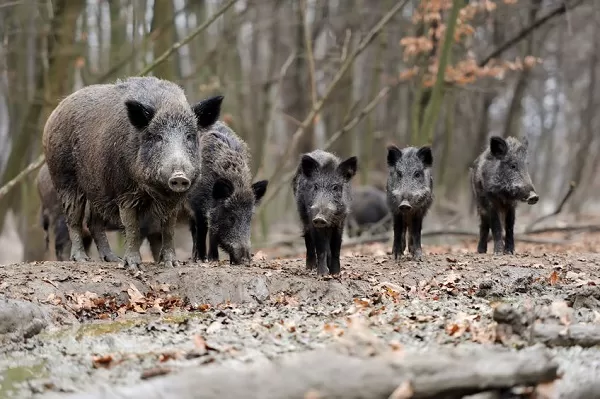 Ce să facem dacă vine un mistreț spre noi?